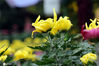 2020年10月25日，湖北宜昌，宜昌市第35届菊花展上，展出的20万盆菊花品种、形态各异，红的、黄的、紫的、白的各色菊花争奇斗艳、热闹非凡。