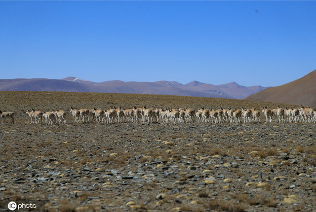 西藏马攸木拉山藏羚羊大迁徙 规模庞大实属罕见