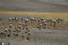  2020年10月27日，西藏阿里，马攸木拉山位于阿里地区霍尔巴乡西侧，是日喀则市和阿里地区的地理分界，过了这个山口，就进入阿里的普兰县。 山口视野较好，广阔的高山草甸荒无人烟，一大群藏羚羊正在迁徙。图为2020年10月27日，西藏阿里，藏羚羊在马攸木拉山大规模迁徙。来源：IC photo 陈立弘/IC photo