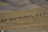 2020年10月27日，西藏阿里，藏羚羊在马攸木拉山大规模迁徙。