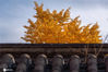 古老的四合院屋顶在秋色的银杏叶映衬下更加秀美。