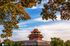 2020年10月29日，北京的四季中，秋天是最迷人的，长城色彩斑斓、金色银杏叶、漫山遍野的红叶、芦苇迎风飘荡、菊花齐绽芳姿…… 大自然的一切都变得色彩鲜明起来，不得不感叹一句，一到秋天，北京就美成了北平，时间仿佛在此刻静止。角楼在秋色的映衬下更加秀美。来源：IC photo 编辑/陈进
