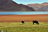 2020年10月08日，西藏山南市浪卡子县，秋天西藏三大圣湖之一羊卓雍措（羊湖）湖泊的草原与牛。