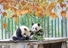 2020年11月8日，四川省阿坝藏族羌族自治州汶川县耿达镇秋意浓浓，中国保护大熊猫研究中心耿达神树坪基地内的大熊猫在玩耍、美食、睡觉，萌态十足惹人爱。