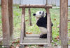 2020年11月8日，四川省阿坝藏族羌族自治州汶川县耿达镇秋意浓浓，中国保护大熊猫研究中心耿达神树坪基地内的大熊猫在玩耍、美食、睡觉，萌态十足惹人爱。