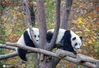 2020年11月8日，四川省阿坝藏族羌族自治州汶川县耿达镇秋意浓浓，中国保护大熊猫研究中心耿达神树坪基地内的大熊猫在玩耍、美食、睡觉，萌态十足惹人爱。来源：IC photo 刘国兴/IC photo