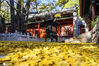 2020年11月1日，北京，深秋时节，昨夜一场秋风，八大处公园四处院内的两棵古银杏树风吹一片叶，满地是黄金。在阳光的照射锨常耀眼夺目，引来众游客前来观赏拍照！qianlong/IC photo
