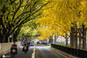 2020年11月11日，北京阜成，初冬时节，位于钓鱼台北侧的阜成两侧银杏树黄灿灿正是最佳观赏期，银杏树的黄，槐树的绿，交织成一幅绚丽多彩的城市画卷。qianlong/IC photo
