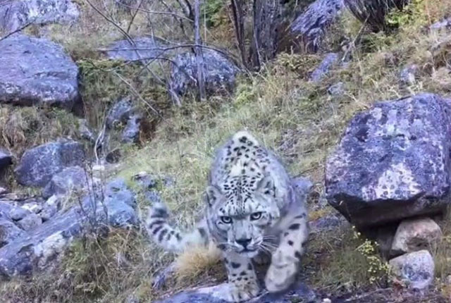 四川格聂神山景区内首次拍摄到国家一级保护动物雪豹活动影像 