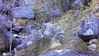 2020年11月14日， 在四川理塘县格聂神山景区海拔4050米的冷龙沟附近山坡，首次拍摄到国家一级保护动物雪豹的活动踪迹，这也是当地首次发现并拍摄到清晰的雪豹影像。雪豹当时正在啃食猎物，发现拍摄者后向其走来，拍摄者将手机放在岩石上，迅速逃离了现场。