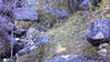 2020年11月14日， 在四川理塘县格聂神山景区海拔4050米的冷龙沟附近山坡，首次拍摄到国家一级保护动物雪豹的活动踪迹，这也是当地首次发现并拍摄到清晰的雪豹影像。雪豹当时正在啃食猎物，发现拍摄者后向其走来，拍摄者将手机放在岩石上，迅速逃离了现场。