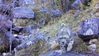2020年11月14日， 在四川理塘县格聂神山景区海拔4050米的冷龙沟附近山坡，首次拍摄到国家一级保护动物雪豹的活动踪迹，这也是当地首次发现并拍摄到清晰的雪豹影像。雪豹当时正在啃食猎物，发现拍摄者后向其走来，拍摄者将手机放在岩石上，迅速逃离了现场。来源：IC photo