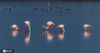 2020年11月15日，几只火烈鸟在运城盐湖嬉戏。
