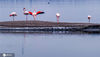 2020年11月15日，几只火烈鸟在运城盐湖嬉戏。