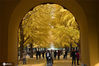  2020年11月15日，北京，正值初冬时节，中山公园“银杏路”进入最佳观赏期，满眼金黄好似油画。青春/IC photo