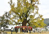 11月16日， 南昌市湾里管理局太平村的一株古银杏树披上了一身“金甲”，迎最佳观赏期。王祺/IC photo
