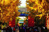  2020年11月1日，北京，地坛公园银杏大道进入最佳观赏期，大风过后，满地黄金，形成了金色大道，宛如童话世界，吸引众多游客拍照打卡。