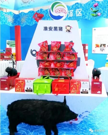 黑猪■无抗黑猪自然养，淮安黑猪“味醇香”！
