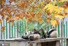 2020年11月8日，四川省阿坝藏族羌族自治州汶川县耿达镇秋意浓浓，中国保护大熊猫研究中心耿达神树坪基地内的大熊猫在玩耍、美食、睡觉，萌态十足惹人爱。 