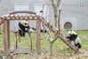 2020年11月8日，四川省阿坝藏族羌族自治州汶川县耿达镇秋意浓浓，中国保护大熊猫研究中心耿达神树坪基地内的大熊猫在玩耍、美食、睡觉，萌态十足惹人爱。 