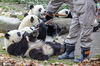 2020年11月8日，四川省阿坝藏族羌族自治州汶川县耿达镇秋意浓浓，中国保护大熊猫研究中心耿达神树坪基地内的大熊猫在玩耍、美食、睡觉，萌态十足惹人爱。 来源：IC photo