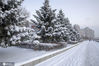 2020年11月20日，吉林省吉林市头场雪后的松花江畔，雪压枝头，红白相伴，银装素裹分外妖娆。来源：朱万昌/IC photo 编辑/刘佳
