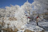  2020年11月23日，吉林省吉林市松花江畔阿什雾凇长廊出现了今冬首场较好雾凇，银装素裹婀娜多姿的雾凇景观引人围观拍照，南方游客甚至连连尖叫。
