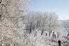  2020年11月23日，吉林省吉林市松花江畔阿什雾凇长廊出现了今冬首场较好雾凇，银装素裹婀娜多姿的雾凇景观引人围观拍照，南方游客甚至连连尖叫。
