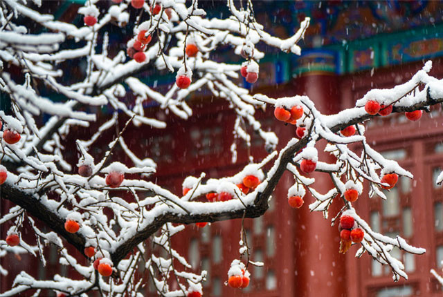 西安迎2020冬初雪 长安雪，尘外梦！