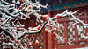 2020年11月23日，陕西西安，华清宫迎来入冬以来首场大雪。图为华清宫雪景。来源：IC photo