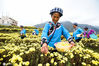 2018年11月13日，贵州省望谟县新屯街道办新屯村农民在菊花种植基地采摘菊花。