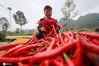 2020年10月10日，在贵州省毕节市纳雍县羊场乡曾底坝村，村民在分捡辣椒。