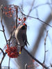 2020年11月24日，黑龙江省哈尔滨市，太平鸟的身影出现在哈尔滨的各个公园中，它们穿梭在枝丫间，叼食花揪树、忍冬的红色果实。一些退休的老人，端着长镜头，天天来公园拍鸟。