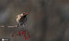 2020年11月24日，黑龙江省哈尔滨市，太平鸟的身影出现在哈尔滨的各个公园中，它们穿梭在枝丫间，叼食花揪树、忍冬的红色果实。一些退休的老人，端着长镜头，天天来公园拍鸟。