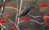 2020年11月24日，黑龙江省哈尔滨市，太平鸟的身影出现在哈尔滨的各个公园中，它们穿梭在枝丫间，叼食花揪树、忍冬的红色果实。一些退休的老人，端着长镜头，天天来公园拍鸟。来源：张澍/IC photo 编辑/刘佳