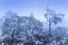 2020年11月7日，雪后初晴的四川省阿坝州汶川县龙溪乡阿尔沟，深秋的森林披上了梦幻的白纱，形态各异，阿娜多姿，仿佛童话世界一般，处处白雪皑皑，银装素裹，美不胜收。