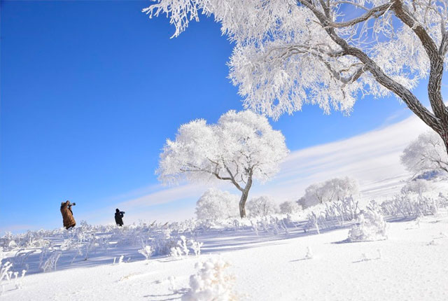 告别金色秋天 一组图告诉你内蒙古的冬天有多纯白有多震撼！