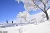 2020年1月6日，内蒙坝上蛤蟆沟，雾凇，让冬天更美丽。