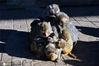 2020年11月27日，北京动物园，一群猴子在一束阳光里御寒。据北京气象台预报，27日和28日两天，北京以晴到多云为主，气温仍较低迷，最高气温4至6℃，最低气温零下4℃，公众请注意防寒保暖。