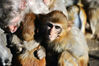2020年11月27日，北京动物园，一群猴子在一束阳光里御寒。据北京气象台预报，27日和28日两天，北京以晴到多云为主，气温仍较低迷，最高气温4至6℃，最低气温零下4℃，公众请注意防寒保暖。