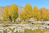 2017年10月20日，秋天在哪里？川西高原很严重，已悄然进入第三级……四川甘孜藏族自治州理塘县，秋意正浓。一位藏族喇嘛也爱上了秋天，正惬意地郊游……