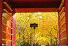 2020年11月6日，农历“立冬”在即 ，北京地坛公园银杏大道金色灿烂，美不胜收，吸引许多市民观赏拍照。来源：IC photo icphoto/IC photo