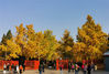 2020年11月6日，农历“立冬”在即 ，北京地坛公园银杏大道金色灿烂，美不胜收，吸引许多市民观赏拍照。
