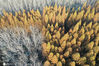 2020年11月29日，江苏洪泽，初冬时节，洪泽区蒋坝镇快活岭里成片的水杉树林呈现金黄色，在暖阳的照耀下，线条优美造型独特，空中俯瞰像一幅幅油画。