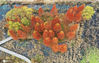 2020年11月29日，山东枣庄，初冬时节，滕州市微山湖湿地杨柳染黄，杉树火红、芦荡飞雪、残荷疏影、湖水清清，多种色彩交相辉映，构成一幅迷人的画卷。
