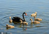 2020年12月2日报道，北京圆明园湖水中，六只新出生的黑天鹅宝宝在父母的带领下、戏水觅食，萌态十足，为寒冷的冬日带来一道可爱有趣风景。