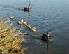 2020年12月2日报道，北京圆明园湖水中，六只新出生的黑天鹅宝宝在父母的带领下、戏水觅食，萌态十足，为寒冷的冬日带来一道可爱有趣风景。