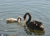 2020年12月2日报道，北京圆明园湖水中，六只新出生的黑天鹅宝宝在父母的带领下、戏水觅食，萌态十足，为寒冷的冬日带来一道可爱有趣风景。来源：IC photo 编辑/陈进