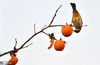 2020年12月28日，贵阳市南明区永乐乡米汤井村的柿子树叶落尽，一个个红彤彤的柿子挂满枝头，引来黄殿鹎、领雀嘴鹎等鸟类啄食嬉闹。