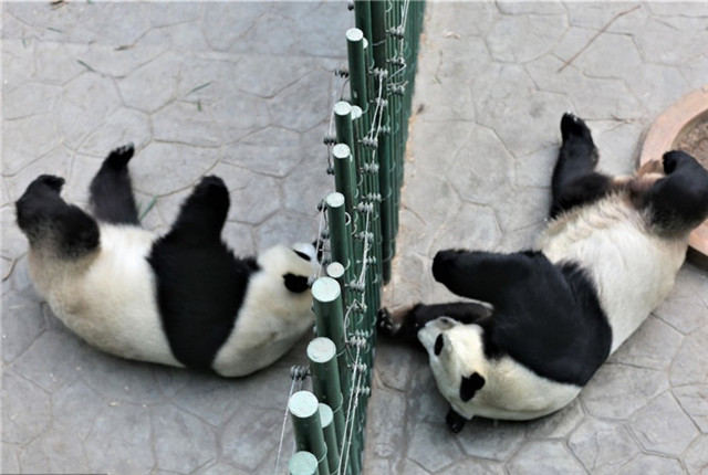 辽宁沈阳入冬 熊猫住进地热房